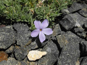 Phlox pulvinata 'Blue'